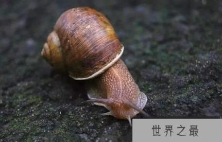 世界上牙齿最多的动物：蜗牛，超2万颗牙齿，满嘴都是牙