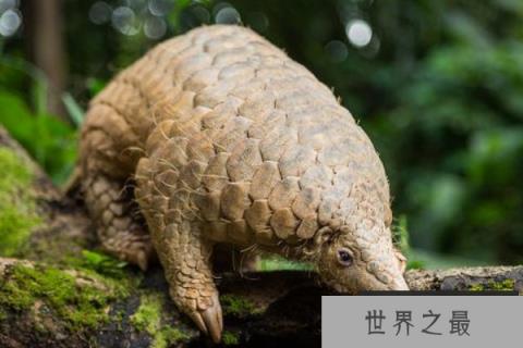 世界上最可怜的动物：穿山甲，没有牙齿的动物，不会攻击人