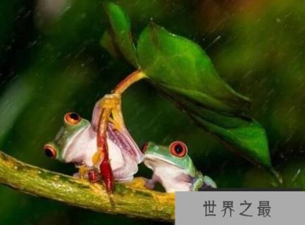 世界上最可怜的青蛙：打伞的树蛙，受尽摄影师摆拍虐待