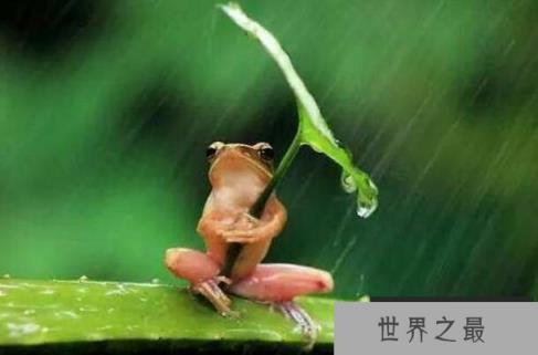 世界上最可怜的青蛙：打伞的树蛙，受尽摄影师摆拍虐待
