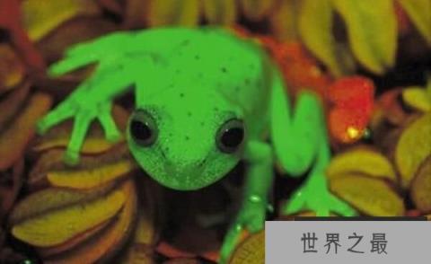 世界上最罕见的蛙：圆点树蛙，月光下发出蓝绿色荧光