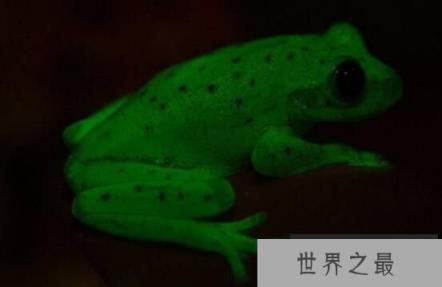 世界上最罕见的蛙：圆点树蛙，月光下发出蓝绿色荧光