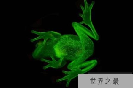 世界上最罕见的蛙：圆点树蛙，月光下发出蓝绿色荧光