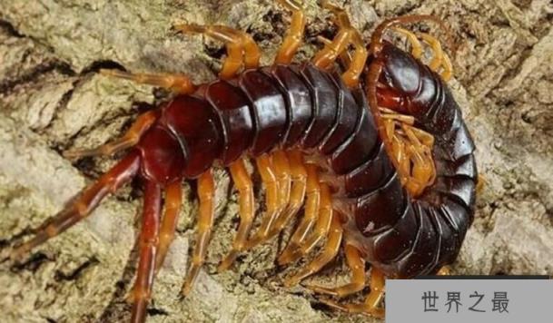 世界上最大的蜈蚣：加拉帕格斯巨人蜈蚣，体长0.62米(大到吓人)