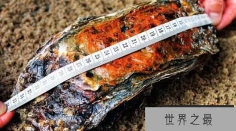 世界上最大的牡蛎：丹麦巨型牡蛎，体长36厘米(已20岁)
