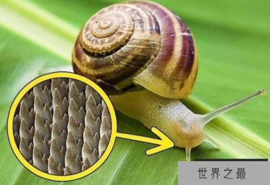 世界上牙齿最多的动物：蜗牛，超2万颗牙齿，满嘴都是牙
