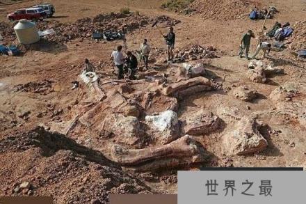 世界上最大的恐龙：阿根廷龙，多张图片展示出巨型恐龙的体型
