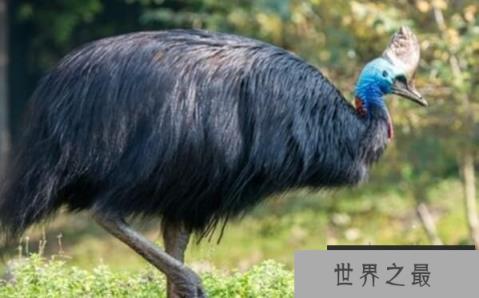 世界上最凶残的十种鸟,南方鹤鸵最美丽也最凶残
