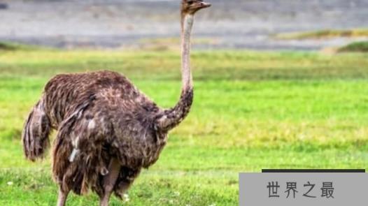 世界上最凶残的十种鸟,南方鹤鸵最美丽也最凶残