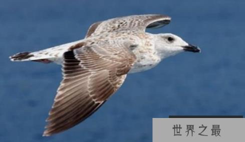 世界上最凶残的十种鸟,南方鹤鸵最美丽也最凶残