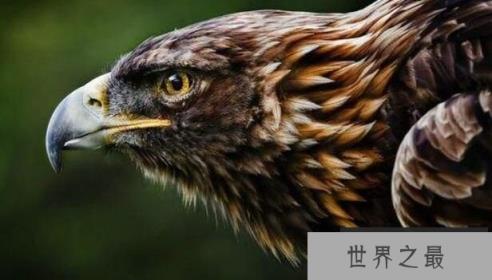 世界三大猛禽个个凶猛无比，非洲冕雕最霸气无人可敌