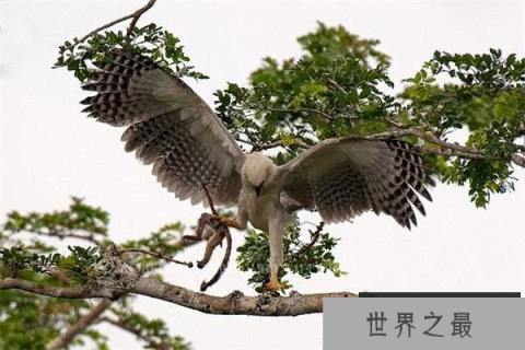 世界三大猛禽个个凶猛无比，非洲冕雕最霸气无人可敌