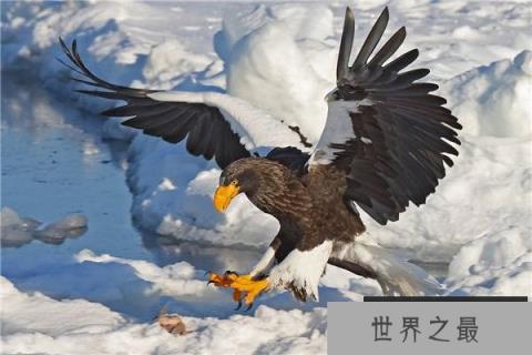 世界三大猛禽个个凶猛无比，非洲冕雕最霸气无人可敌