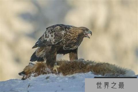 世界三大猛禽个个凶猛无比，非洲冕雕最霸气无人可敌