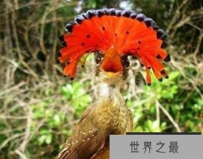 世界上最漂亮的鸟排行，北方皇家鶲酷似凤凰排行第一