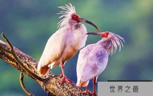 中国十大珍惜鸟类排行，祥瑞之鸟朱鹮排名第一