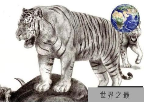世界上最大的猫科动物：东北亚巨虎，体长4米，重约800公斤