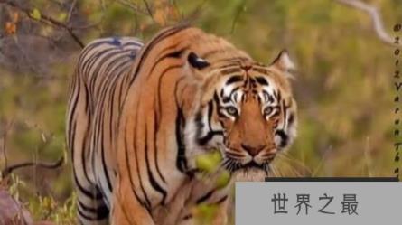 世界上最大的猫科动物：东北亚巨虎，体长4米，重约800公斤