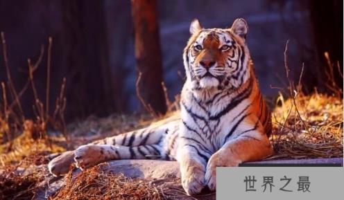 世界上最大的猫科动物：东北亚巨虎，体长4米，重约800公斤