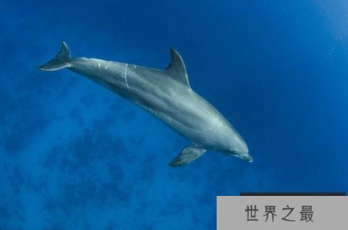 世界上最小的鲸鱼：小头鼠海豚，体长1.5米，预计2022年灭绝