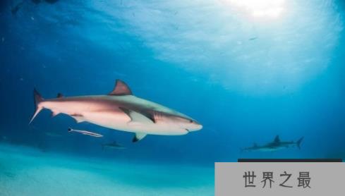 世界上最小的鲸鱼：小头鼠海豚，体长1.5米，预计2022年灭绝