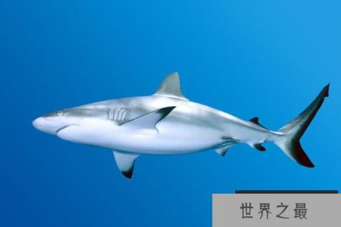 世界上最小的鲸鱼：小头鼠海豚，体长1.5米，预计2022年灭绝