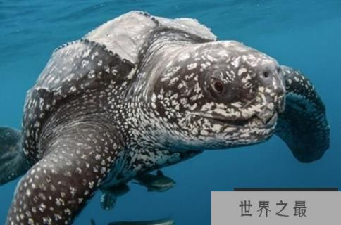 世界上最大的乌龟：棱皮龟（长度2.7米/重量916公斤）
