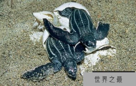 世界上最大的乌龟：棱皮龟（长度2.7米/重量916公斤）