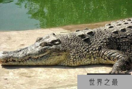 世界上最大的鳄鱼：菲律宾鳄鱼，体长6.4米，重1000公斤(图3)