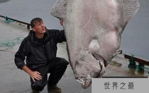 世界上最大的比目鱼，巨型比目鱼长2.6米重达468斤