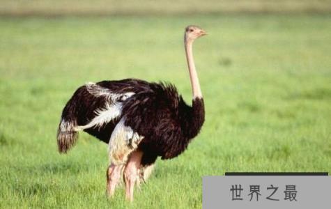 世界上最大的鸟：鸵鸟，身高2.75米，有翅膀但不会飞