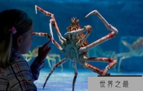 世界上最大的螃蟹：日本巨型杀人蟹，长3.66米(1)