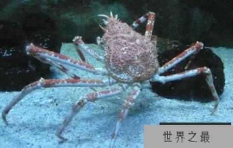 世界上最大的螃蟹：日本巨型杀人蟹，长3.66米(3)