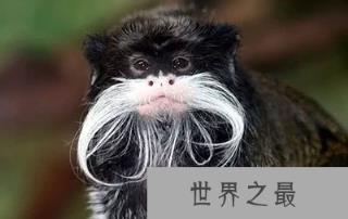 全球十大罕见动物，一种在中国(最大最珍贵的两栖动物)?