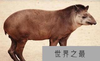 全球十大罕见动物，一种在中国(最大最珍贵的两栖动物)?