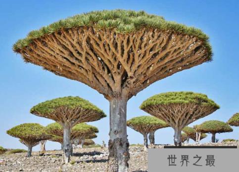世界上最长寿的树：龙血树，能活一万岁的奇树(图1)