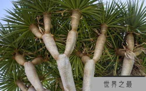 世界上最长寿的树：龙血树，能活一万岁的奇树(图2)