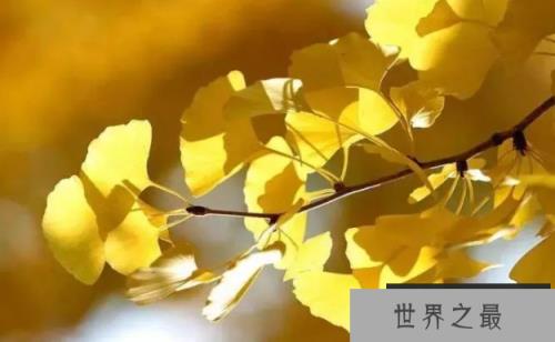 世界上最老的种子植物：银杏，世界第一活化石(图2)