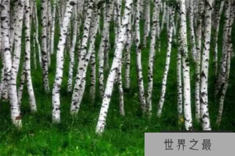 世界上最软的木头：巴沙木，一立方厘米巴沙木仅重0.1g