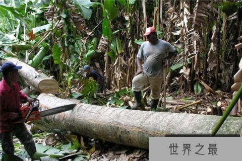 世界上最软的木头：巴沙木，一立方厘米巴沙木仅重0.1g