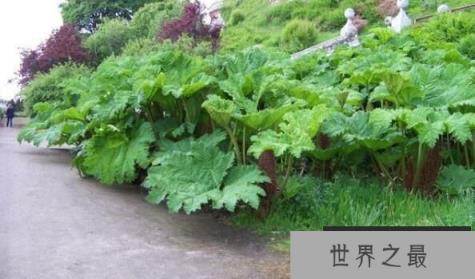 世界上最大的草：大叶蚁塔，株高2-3米，直径2米