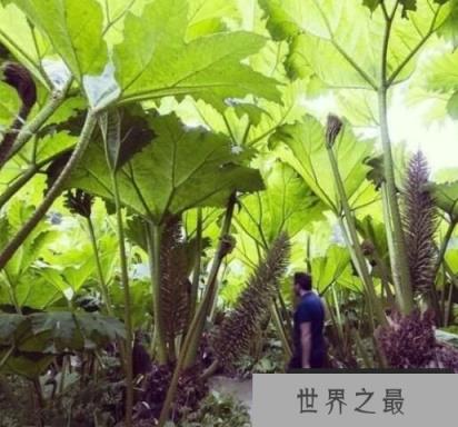 世界上最大的草：大叶蚁塔，株高2-3米，直径2米