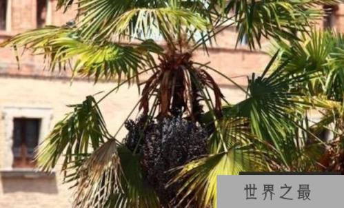 世界上最大的树叶：亚马逊棕榈，叶长高达27米（世界长叶冠军）