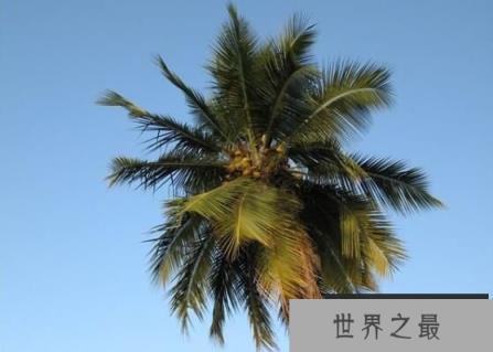 世界上最大的树叶：亚马逊棕榈，叶长高达27米（世界长叶冠军）