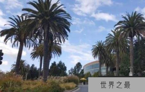 世界上最大的树叶：亚马逊棕榈，叶长高达27米（世界长叶冠军）