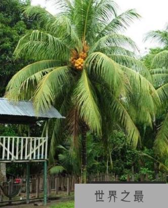 世界上最大的树叶：亚马逊棕榈，叶长高达27米（世界长叶冠军）