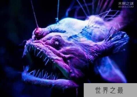 世界上最丑鱼怎么交配？安康鱼的奇葩交配方式(雌雄同体)