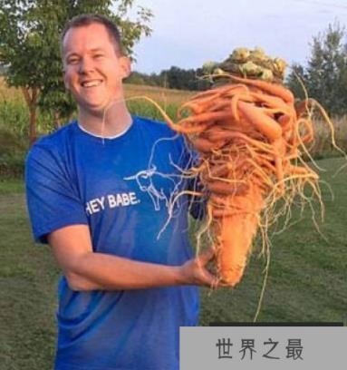 世界上最大的红萝卜，22.4磅的胡萝卜，状如树精(有图为证)