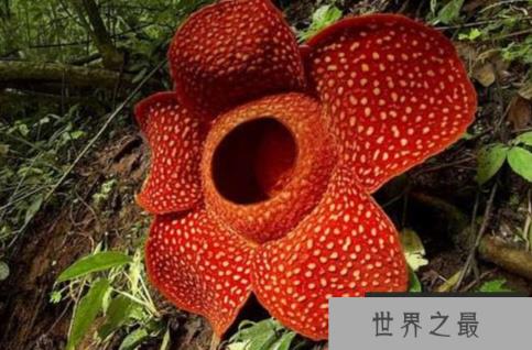 世界上最大的花：大王花，个体硕大有腐肉味(1)