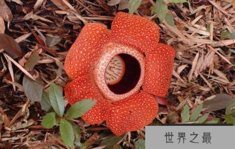 世界上最大的花：大王花，个体硕大有腐肉味(2)